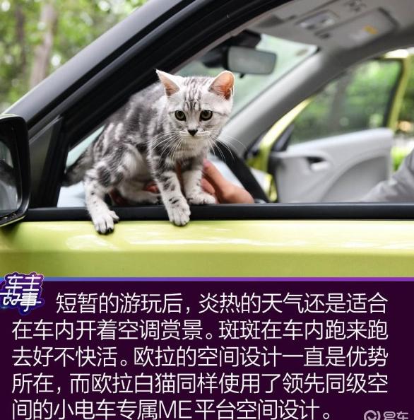 欧拉白猫天窗故障